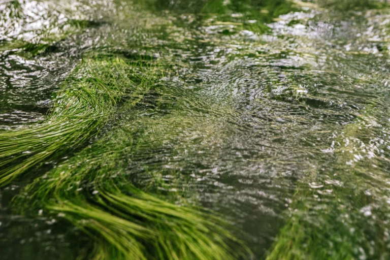 Water flowing through green aquatic vegetation representing Girbau’s commitment to environmental preservation and sustainable practices.