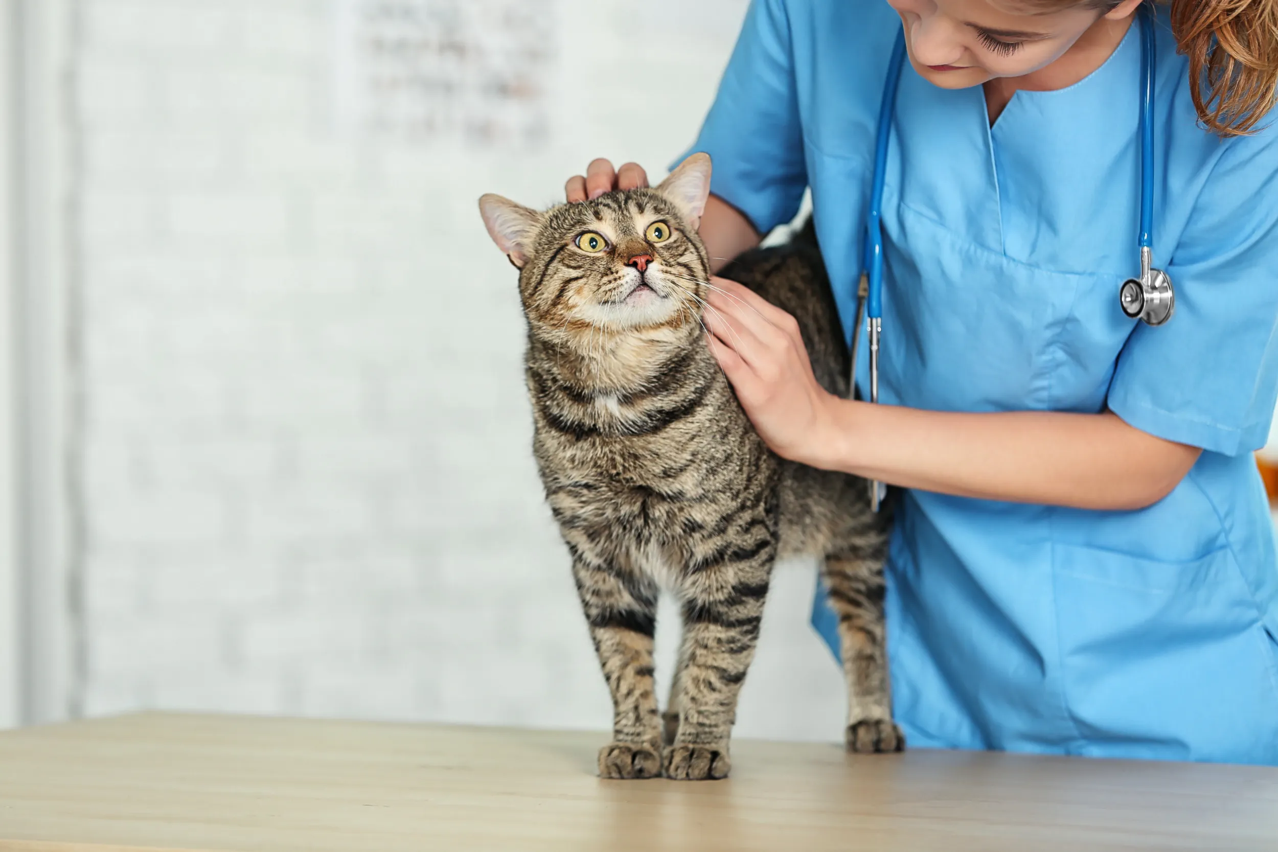 veterinary nurse in uniform with cat