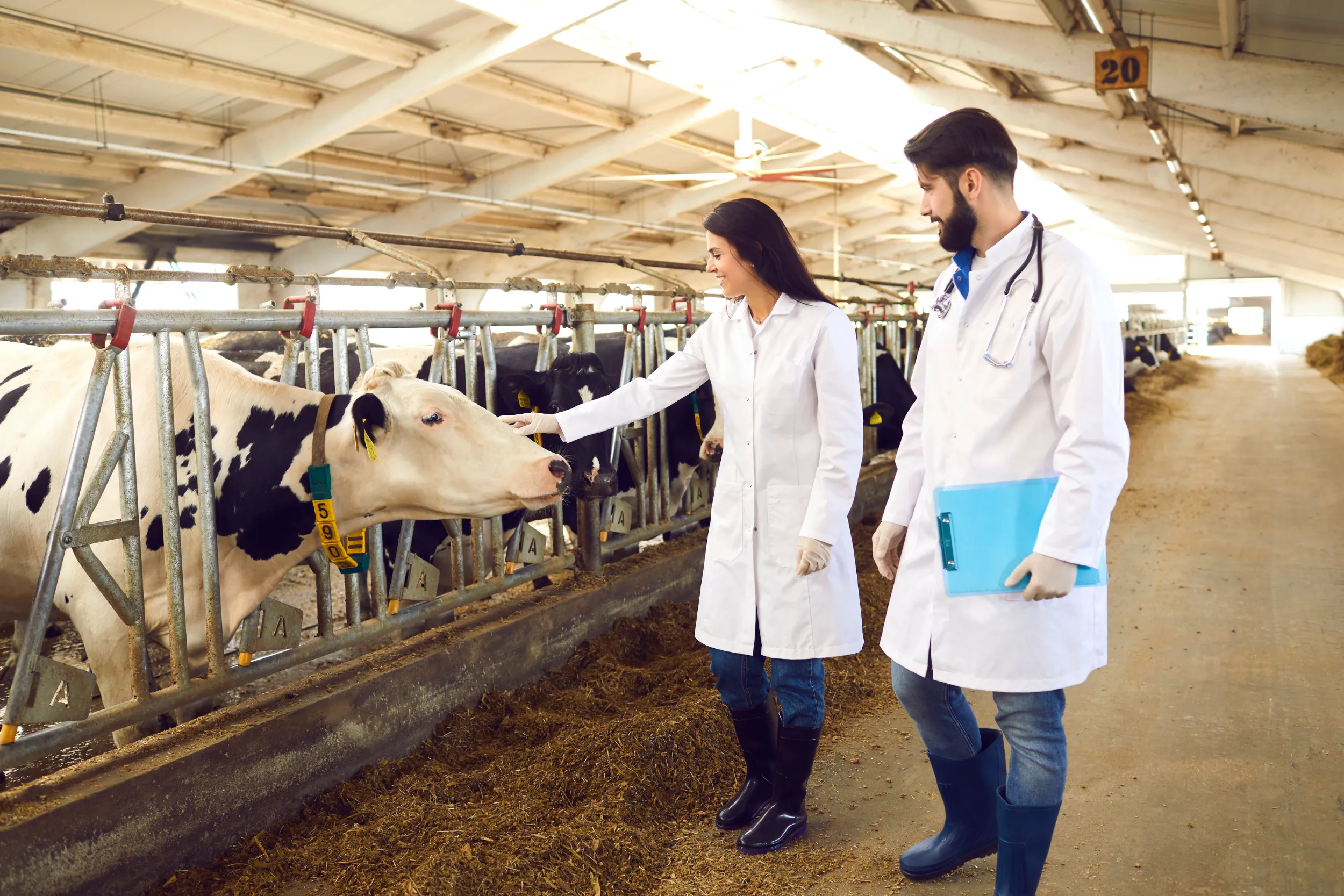 Male-and-female-vet-at-farm-location-with-cattle