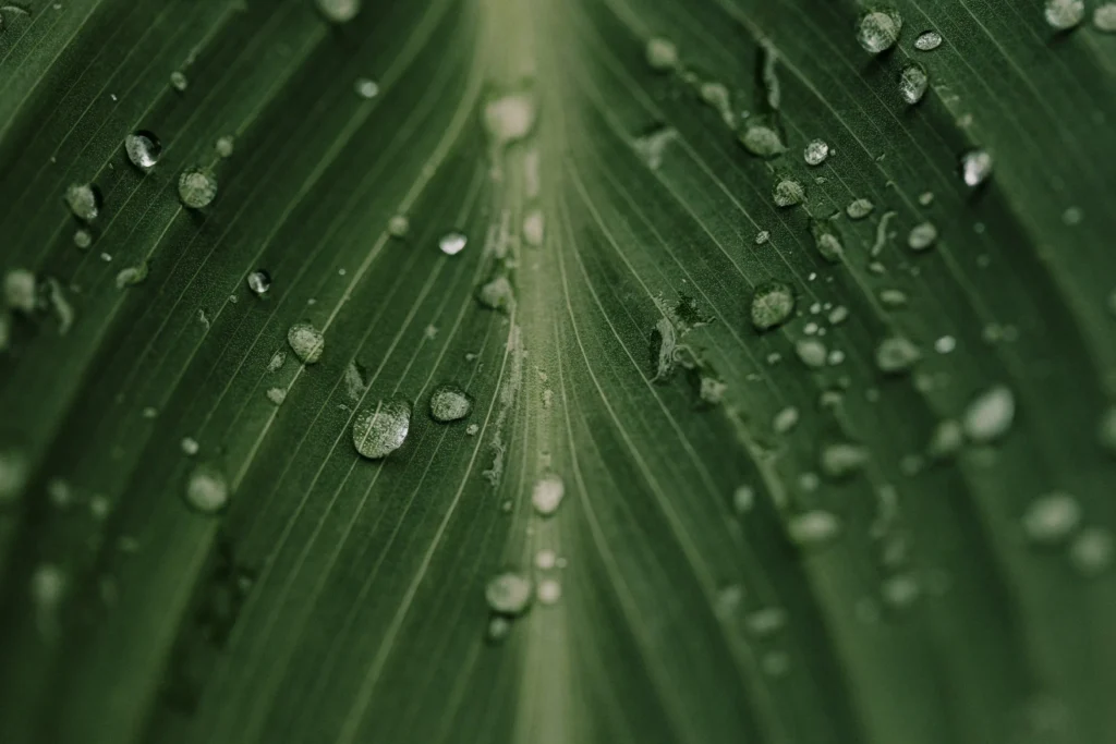 Leading the way: how Girbau is building a sustainable future in professional laundry